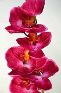 Орхидея Фаленопсис Элегант одиночная бьюти, h=85 см (CH06400037-Beauty) - 144 шт/кор /4601826013913/