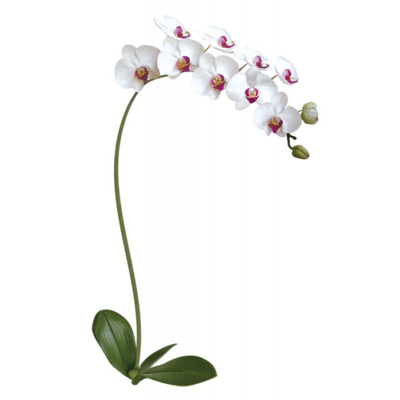 FG 6001 Белая орхидея