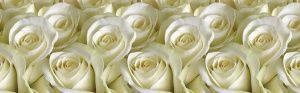 Фартук кухонный Белые розы 3000*600*1,3мм